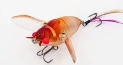 Chasebaits Ripple Cicada 1 3/4 Inch Wakebait Crawler -Pro Tackle Store 32233146941529