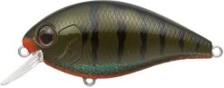 Evergreen International SH-3 Shallow Squarebill Crankbait 24 Evergreen International SH-3 Shallow Squarebill Crankbait -Pro Tackle Store green 2Bpumpkin 2Bgill